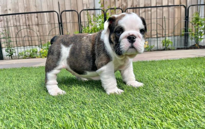 English Bulldog puppies available now Image eClassifieds4u