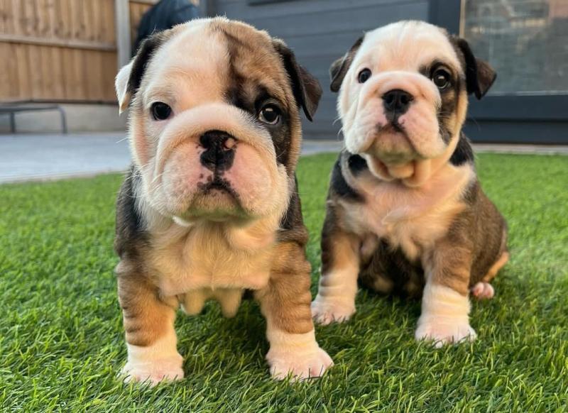 English Bulldog puppies available now Image eClassifieds4u