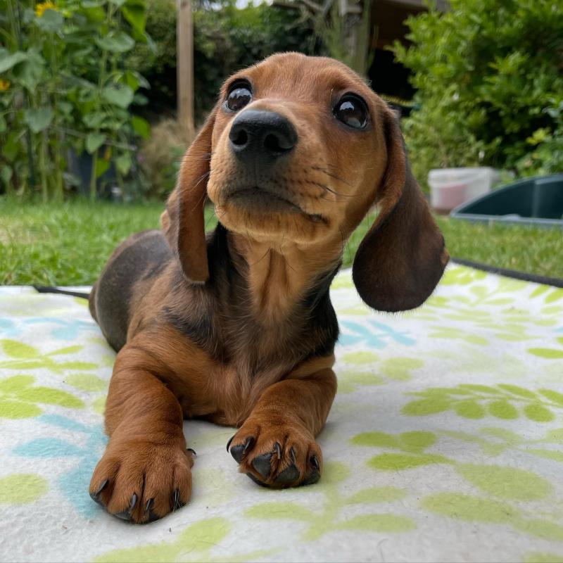 Gorgeous Male/Female DACHSHUND (S,M,S,L) Puppies Available.. Email Us at (loicjesse25@gmail.com) Image eClassifieds4u