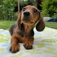 Gorgeous Male/Female DACHSHUND (S,M,S,L) Puppies Available.. Email Us at (loicjesse25@gmail.com) Image eClassifieds4U