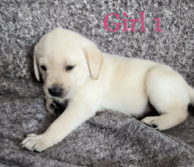 Labrador retriever puppies available now Image eClassifieds4u 2
