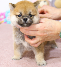 Shina Inu puppies available now Image eClassifieds4u 3