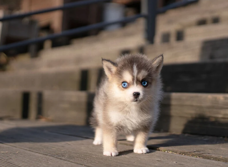 Remarkable Pomsky Puppies Image eClassifieds4u