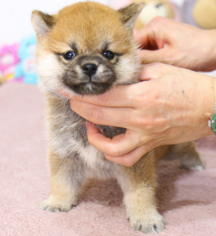 Shina Inu puppies available now Image eClassifieds4u