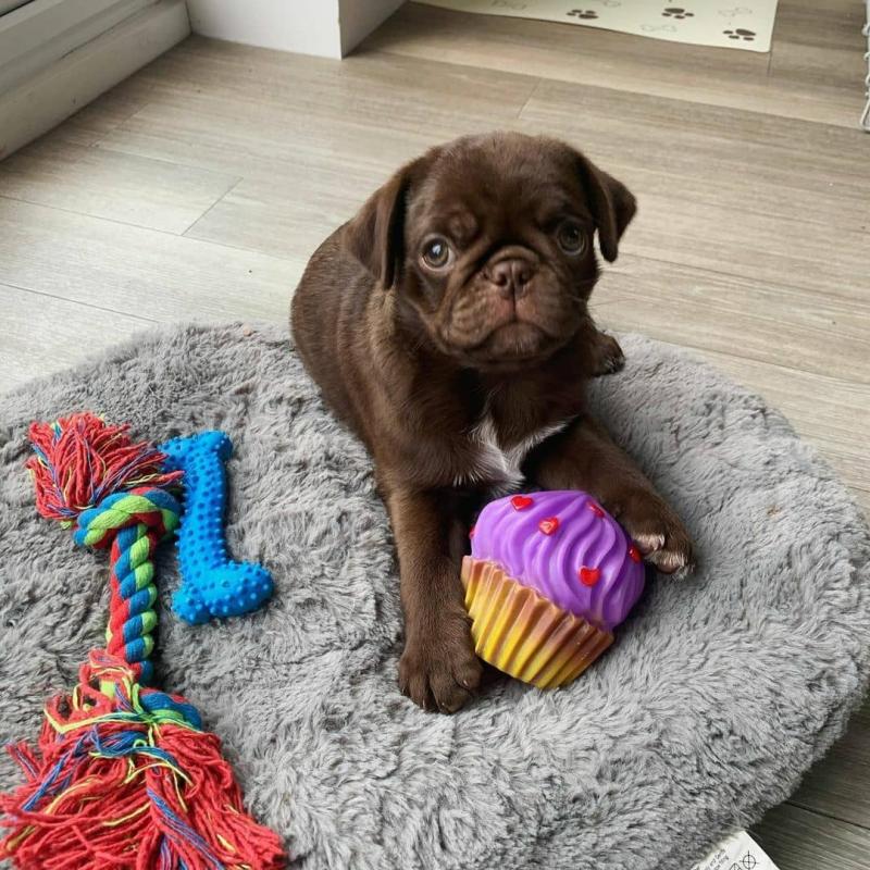 Sweet Male and Female PUG Puppies For Urgent Adoption. Email Us at (loicjesse25@gmail.com) Image eClassifieds4u