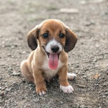 Absolutely Healthy Schweenie Puppies Contact Us At (loicjesse25@gmail.com)