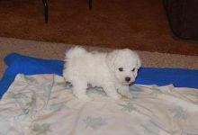 Bichon frise puppies Available
