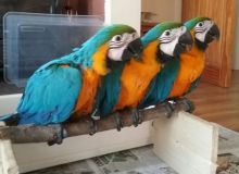 Blue and gold macaw parrots available now