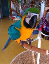 Blue and gold macaw parrots available now