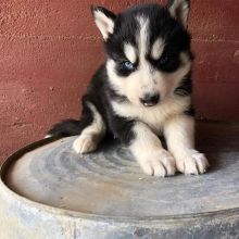 Blue Eyes Siberian Husky Puppies For Adoption.. Email Us at (loicjesse25@gmail.com)
