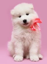 Healthy Registered Samoyed puppies available
