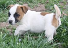 Jack Russell Terrier Puppies Available