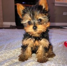 Toy teacup Yorkshire Terrier puppies for sale
