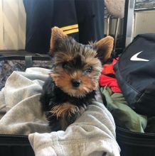 Toy teacup Yorkshire Terrier puppies for adoption