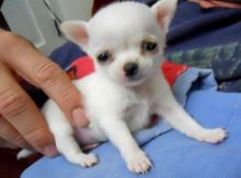 Two lovely Chihuahua puppies Available