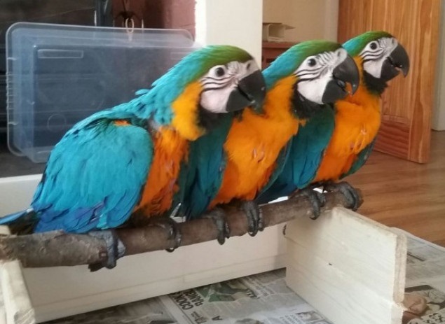 Blue and gold macaw parrots available now Image eClassifieds4u