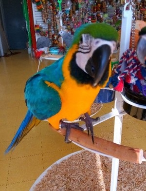 Blue and gold macaw parrots available now Image eClassifieds4u