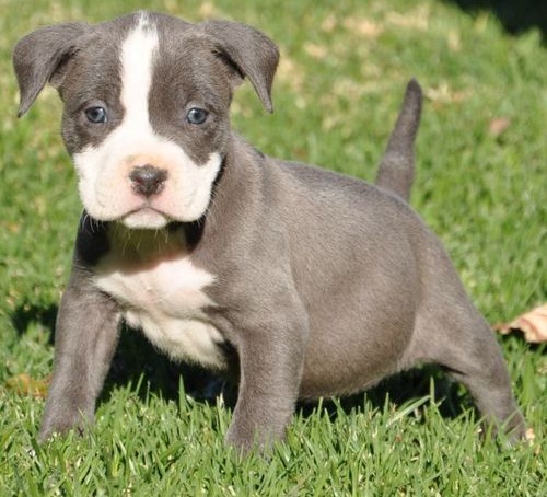 Lovely American Pitbull puppies available Image eClassifieds4u