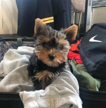 Toy teacup Yorkshire Terrier puppies for sale Image eClassifieds4u 4