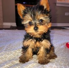 Toy teacup Yorkshire Terrier puppies for sale Image eClassifieds4u 4