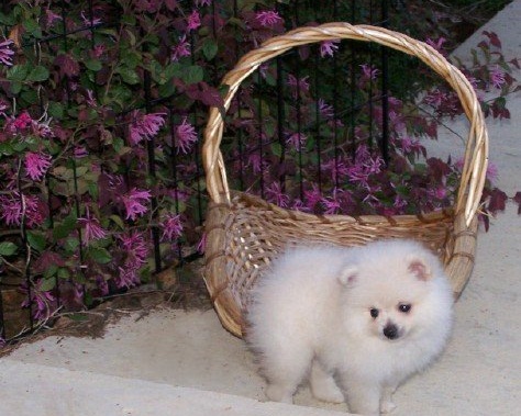 Purebred Pomeranian Puppies Available Image eClassifieds4u