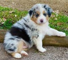 Adorable Australian Shepherd puppies for rehoming