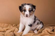 Adorable Australian Shepherd puppies for rehoming