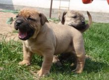 CKC registered Boerboel puppies available