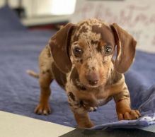 Fantastic dachshund Puppies Available