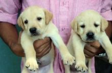 Two Healthy Labrador Retriever puppies for adoption