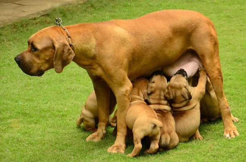 10 week old Boerboel puppies ready for a new home Image eClassifieds4u