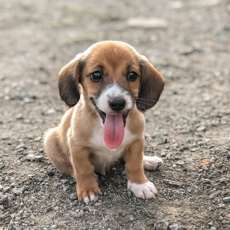 Absolutely Healthy Schweenie Puppies Contact Us At (loicjesse25@gmail.com) Image eClassifieds4u