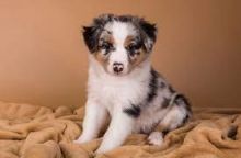Adorable Australian Shepherd puppies for rehoming Image eClassifieds4u 3