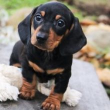Fantastic dachshund Puppies Available Image eClassifieds4u 2