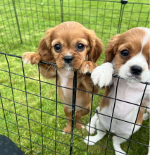 CKC REGISTERED CAVALIER KING CHARLES SPANIEL PUPPIES