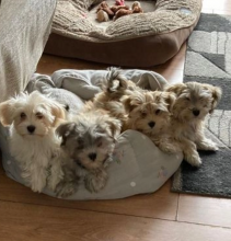 Cute CKC Havanese Puppies available for re-homing.