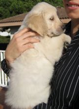 Cute Golden retriver puppies available for new homes