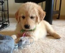 Cute Golden retriver puppies available for new homes