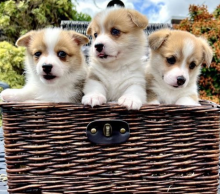 Excellent Lovely Pembroke corgi Puppies