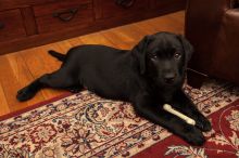 Labrador Retriver puppies available for adoption contact if interested