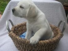 Labrador Retriver puppies available for adoption contact if interested