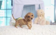 Male and female Dachshund puppies available