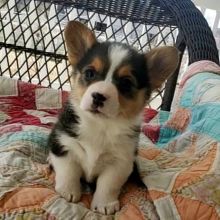 PEMBROKE WELSH CORGI Puppies For Free Re-Homing. Pls Contact at (loicjesse25@gmail.com)
