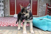 Purebred German Shepherd Puppies For Re-Homing