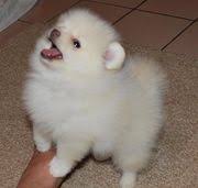 Sweet pomeranian puppies ready to meet their new owners