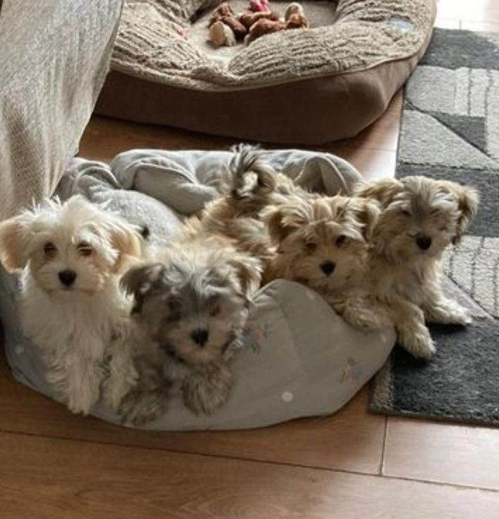 Cute CKC Havanese Puppies available for re-homing. Image eClassifieds4u
