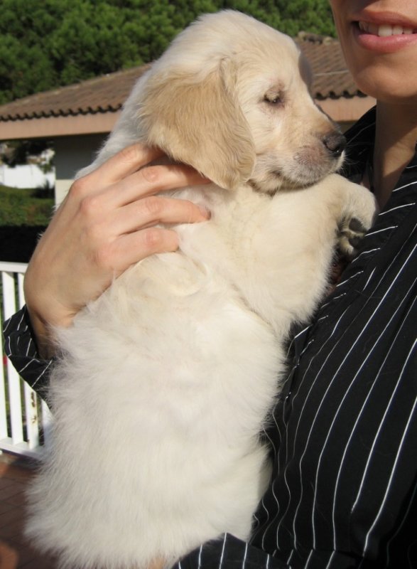 Cute Golden retriver puppies available for new homes Image eClassifieds4u