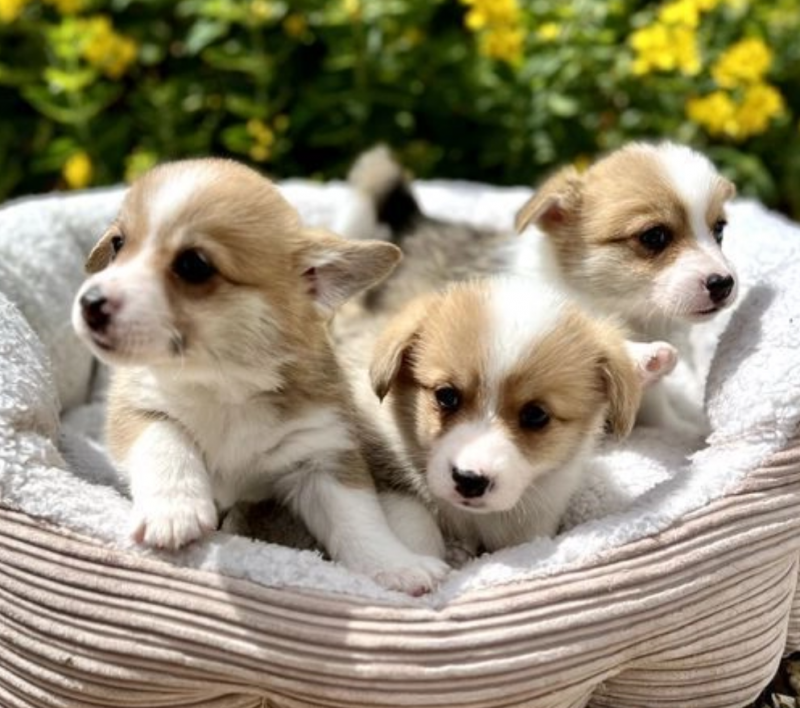 Excellent Lovely Pembroke corgi Puppies Image eClassifieds4u