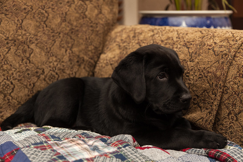 Labrador Retriver puppies available for adoption contact if interested Image eClassifieds4u