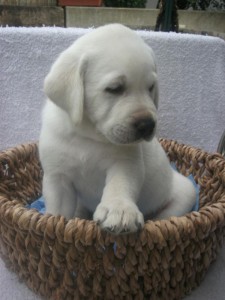 Labrador Retriver puppies available for adoption contact if interested Image eClassifieds4u